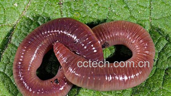 蚯蚓水的作用与功效-1