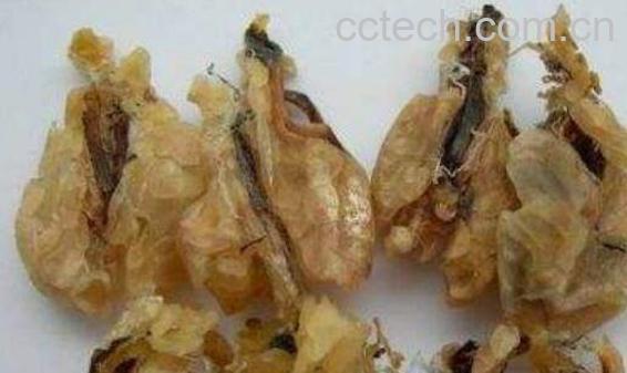 东北蛤蟆油的功效与作用 东北蛤蟆油的禁忌-0