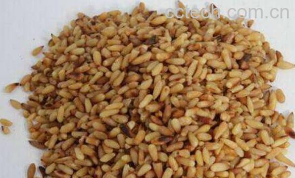 柏子仁与松子仁的区别 柏子仁的功效与作用-0