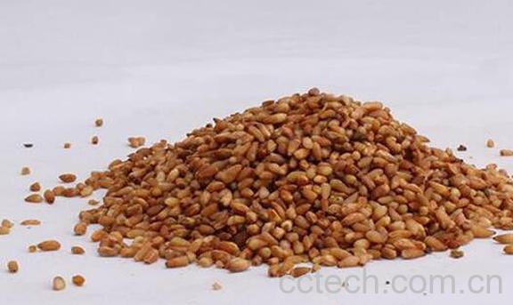 柏子仁与松子仁的区别 柏子仁的功效与作用-1