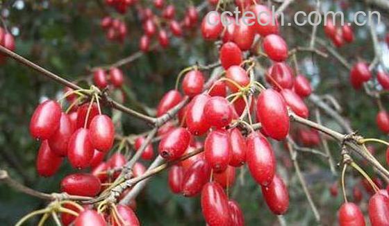 山茱萸和吴茱萸的区别-1