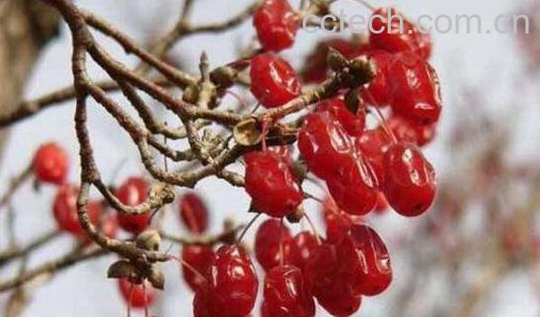 山茱萸的功效与作用 山茱萸的副作用-0