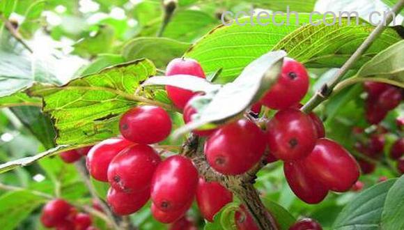 山茱萸的功效与作用 山茱萸的副作用-1