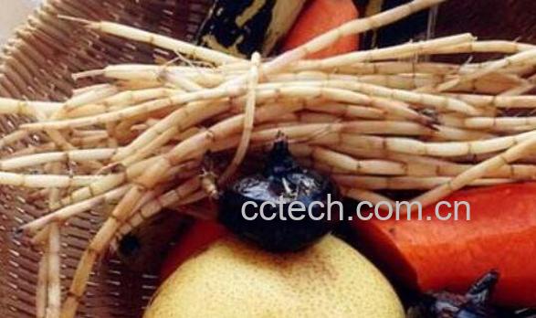 茅根的功效与作用 茅根的禁忌-0