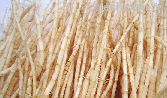 茅根的功效与作用 茅根的禁忌-1