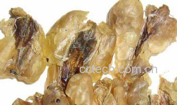 蛤士蟆的功效与副作用-0