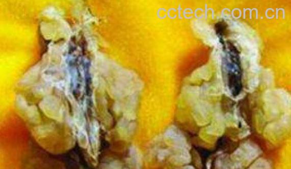 蛤士蟆的功效与副作用-1