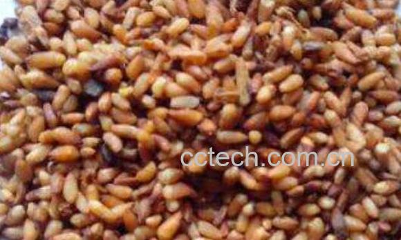 炒柏子仁的功效与作用-0