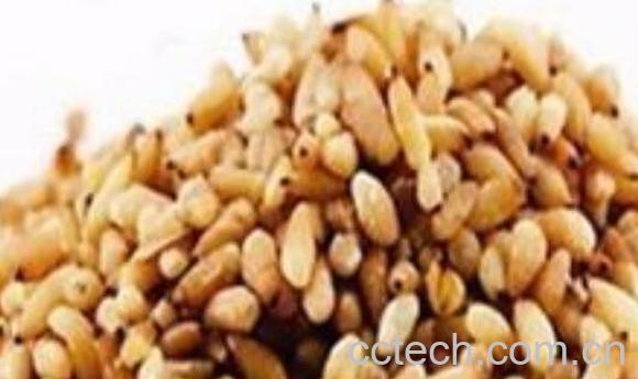 炒柏子仁的功效与作用-1