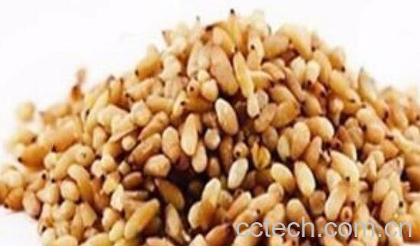 柏子仁的功效与作用 柏子仁的禁忌-1