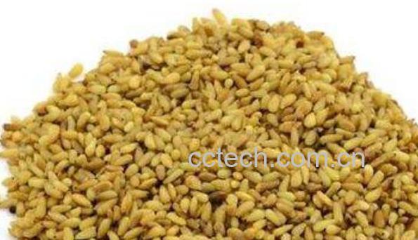 柏子仁的功效与作用 柏子仁的禁忌-0