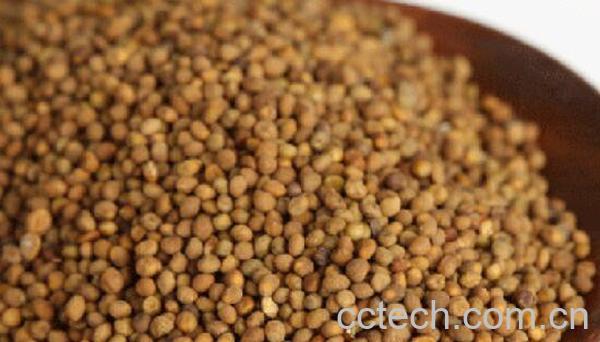 菟丝子怎么吃 菟丝子可以直接吃吗-1