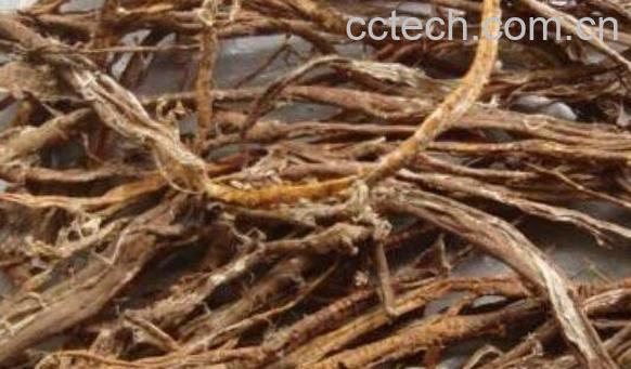 老桑树根的功效与作用-0