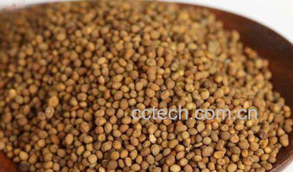 |丝子能长期泡水喝吗 |丝子泡水喝方法教程-1