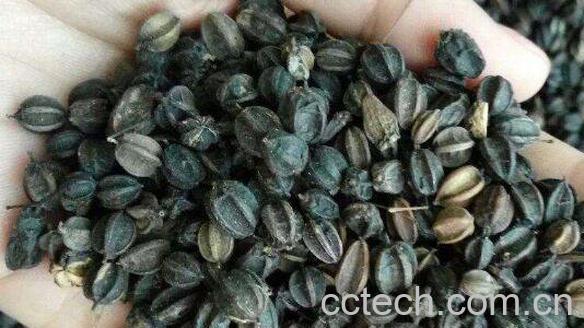 刺五加籽的药用价值 刺五加籽的副作用-0