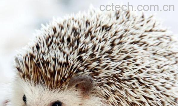 刺猬皮的功效与作用 刺猬皮的副作用-0