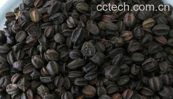 刺五加籽的药用价值 刺五加籽的副作用-1