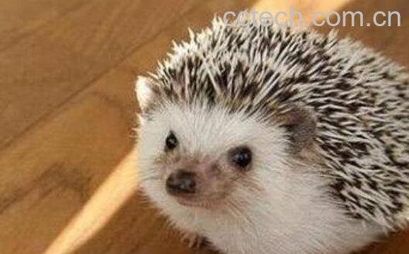 刺猬皮的功效与作用 刺猬皮的副作用-1