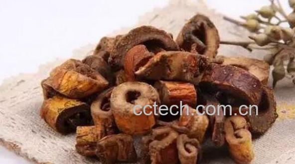 桑树根泡酒的功效与作用-0