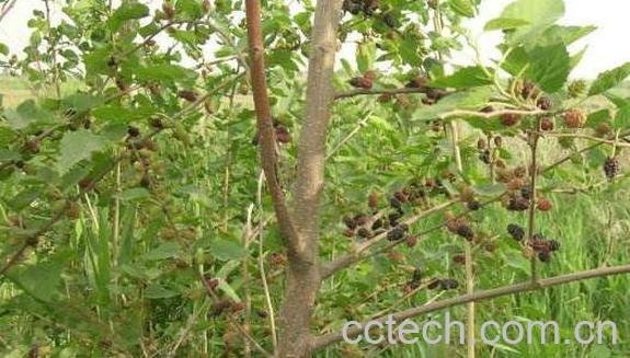 桑树枝的功效与作用 桑树枝的副作用-0