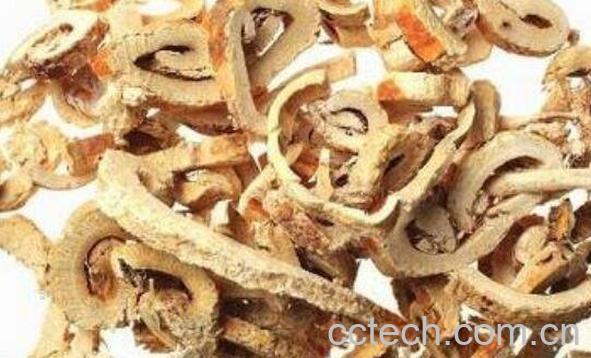 桑树根皮的功效与作用及食用方法-0