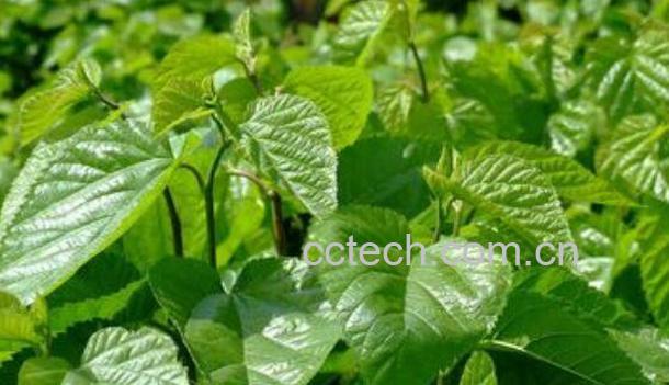 桑树枝的功效与作用 桑树枝的副作用-1