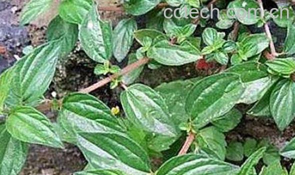 生肌藤的功效与作用-1