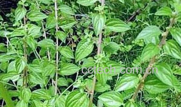 生肌藤的功效与作用-0