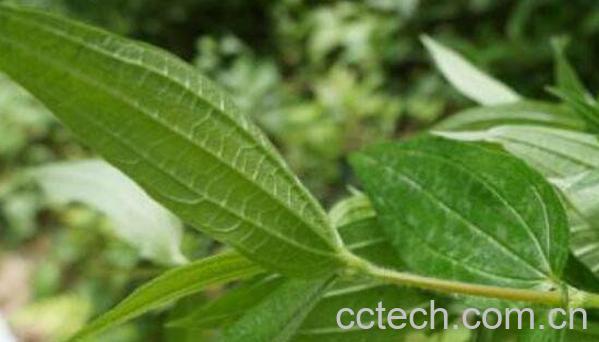 糯米腾的作用与功效-0