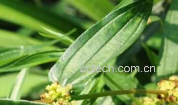 糯米腾的作用与功效-1