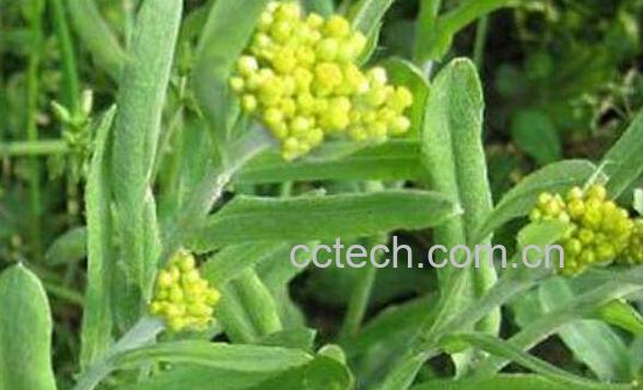 糯米草的功效与禁忌 糯米草的吃法-0