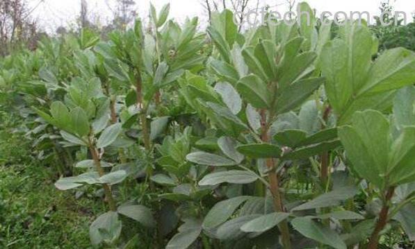 岩葫豆的功效和作用 岩葫豆的药用价值-0