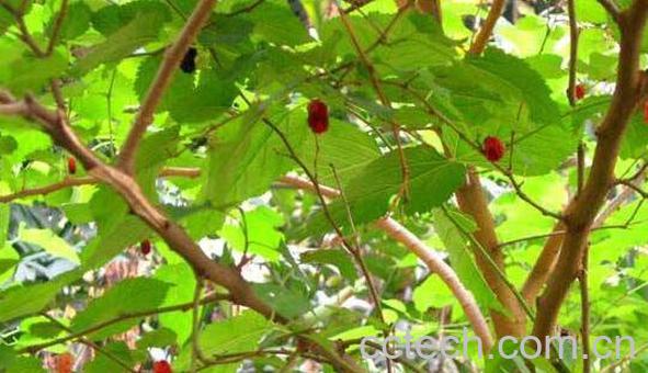 桑树枝泡脚的功效和作用 桑树枝泡脚的药用价值-0