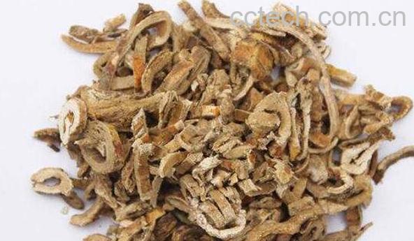 桑树根皮的功效与作用及药用价值-0