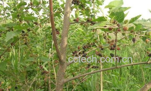 桑树枝泡脚的功效和作用 桑树枝泡脚的药用价值-1