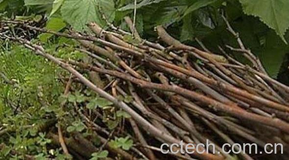 桑树枝的功效与作用 桑树枝有什么作用-1