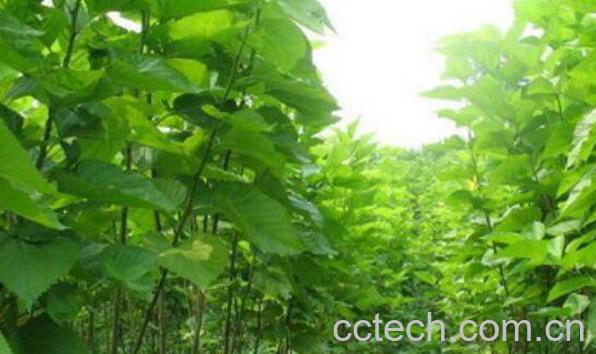 桑树枝的功效与作用 桑树枝有什么作用-0