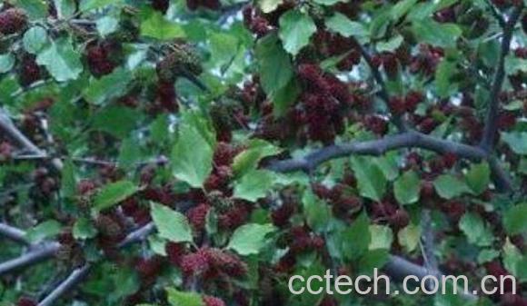 马桑树皮的功效与作用及药用价值-0