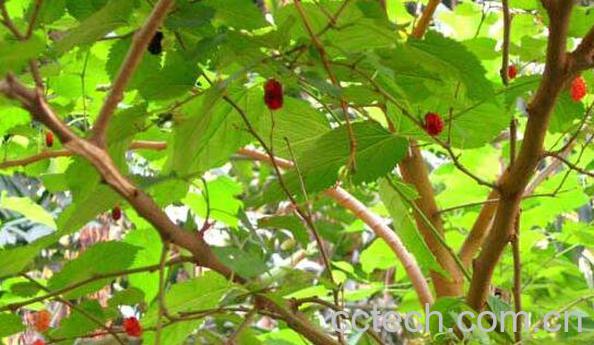 马桑树皮的功效与作用及药用价值-1