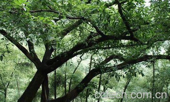 黄桷树根的功效与作用-0