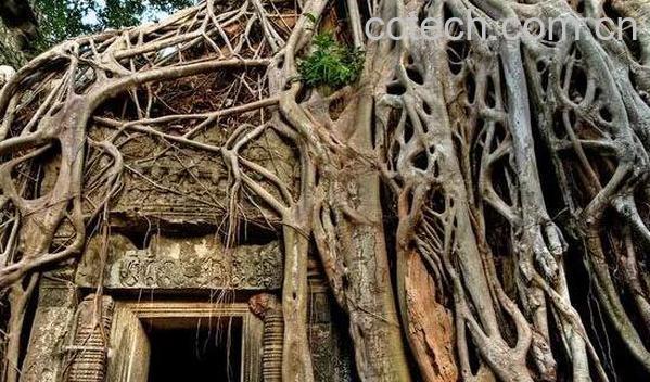 黄桷树根的功效与作用-1