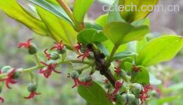 马桑树的功效与作用 马桑树的药用价值-1