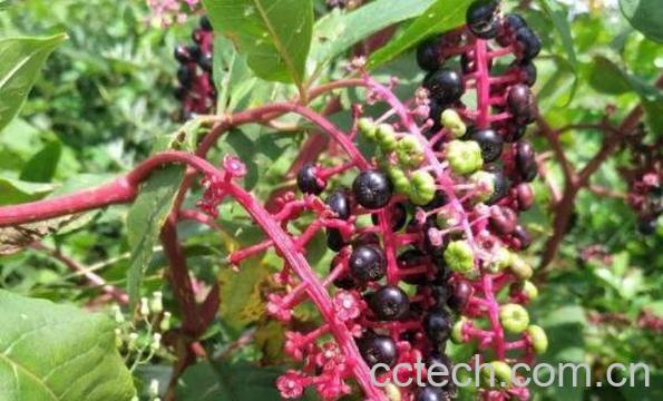 马桑树的功效与作用 马桑树的药用价值-0