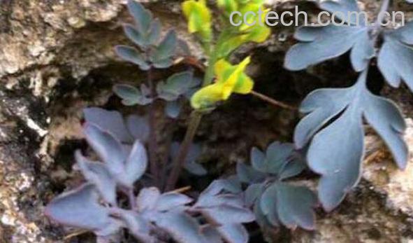 岩黄连泡酒的功效与作用-1