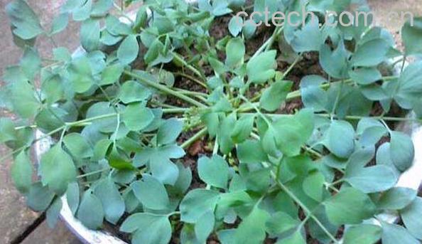 岩黄连泡酒有什么作用 岩黄连泡酒的功效与作用-0