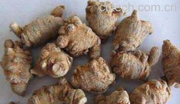 田三七的功效与作用 田三七的禁忌-1