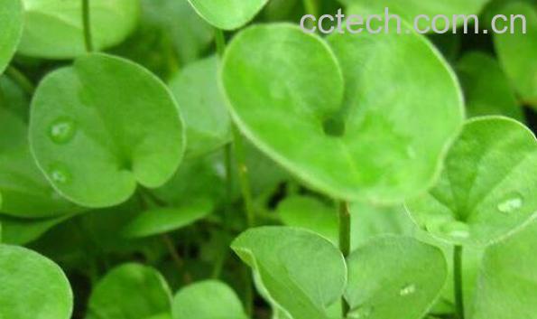 马蹄金的功效与作用 马蹄金的副作用-0