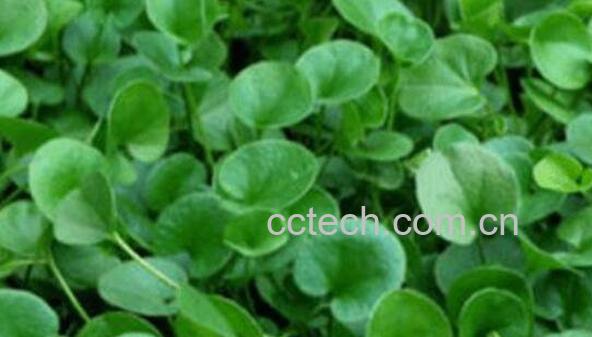 马蹄金的功效与作用 马蹄金的副作用-1