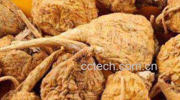 黄玛卡的功效与作用 黄玛卡的副作用-0