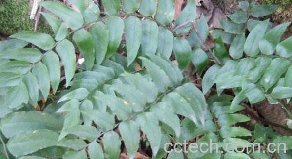 贯众有毒吗 贯众的副作用有哪些-0